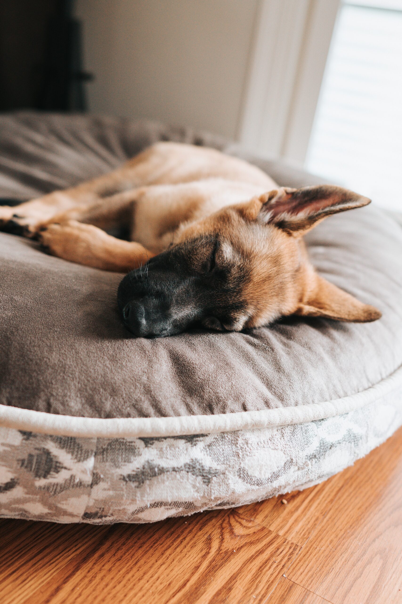 Read more about the article Top Rated Dog Beds