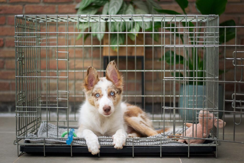 Top dog crates for your pet